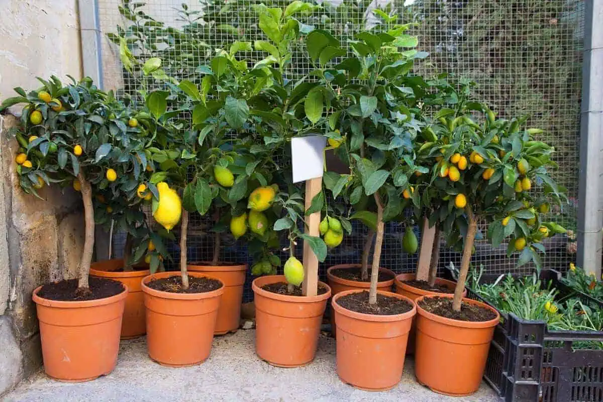 Dwarf Lemon Trees in Pots