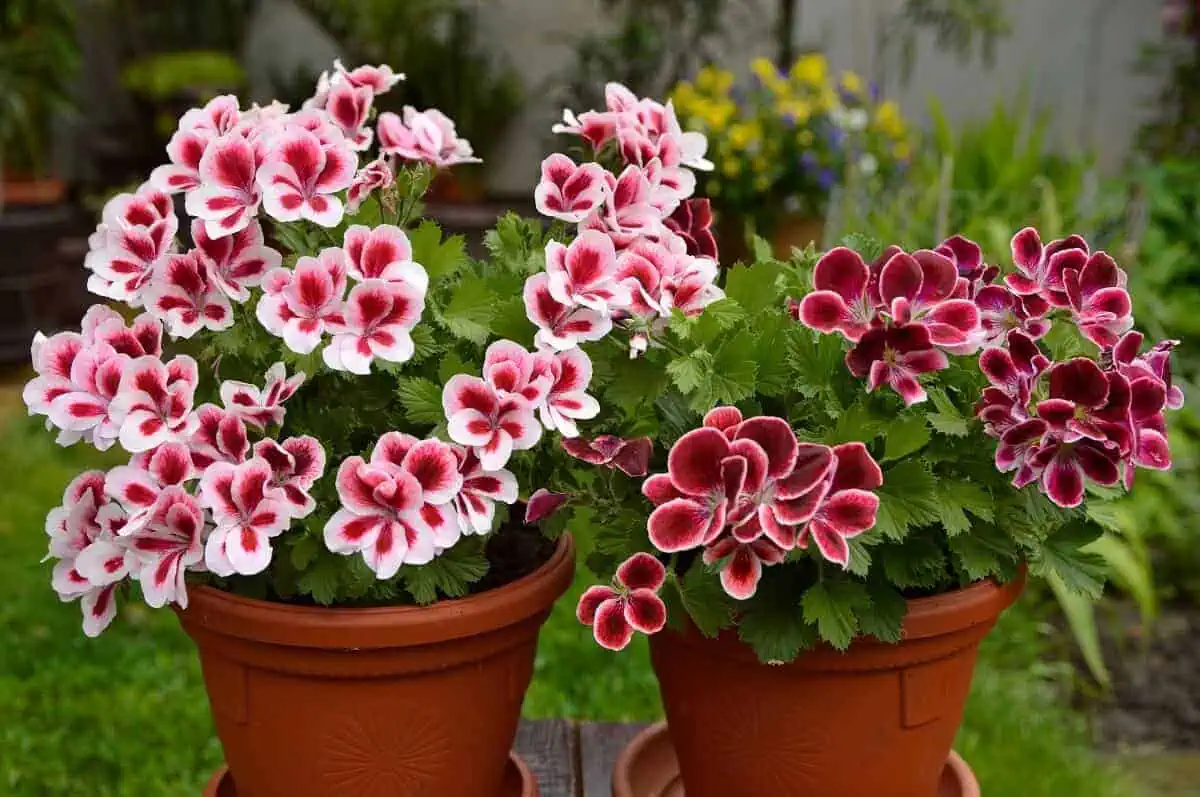 Geraniums - Pelargonium xhortorum - in Large Pots