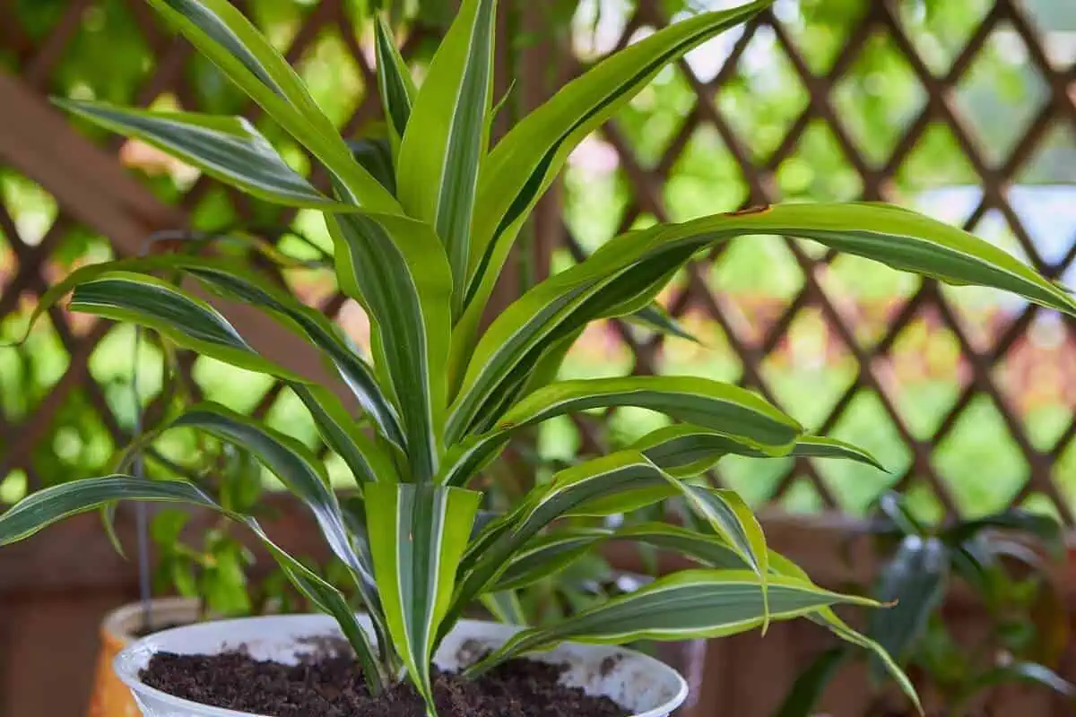 Mass Cane Plant - Dracaena - Dracaena spp.