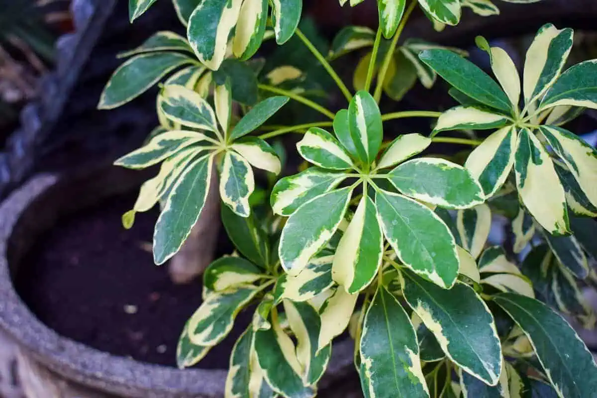 Schefflera - Schefflera actinophylla