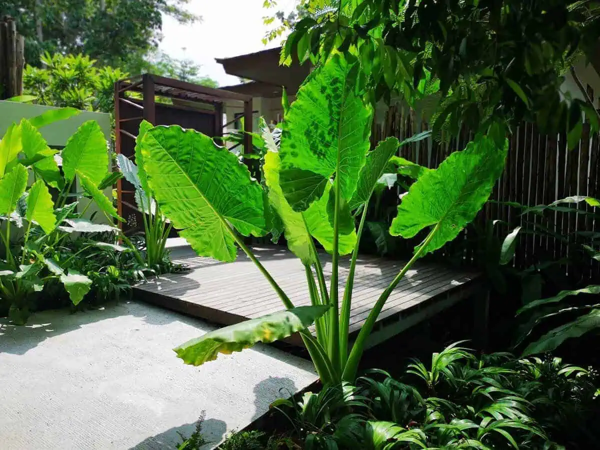 Tall Potted Plants for Privacy -Elephant Ear - Colocasia esculenta