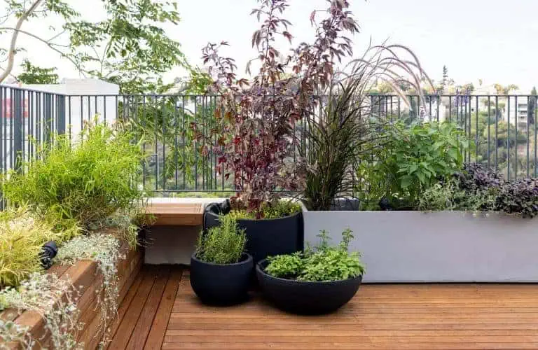 Tall Potted Plants for Privacy on Patio Featured