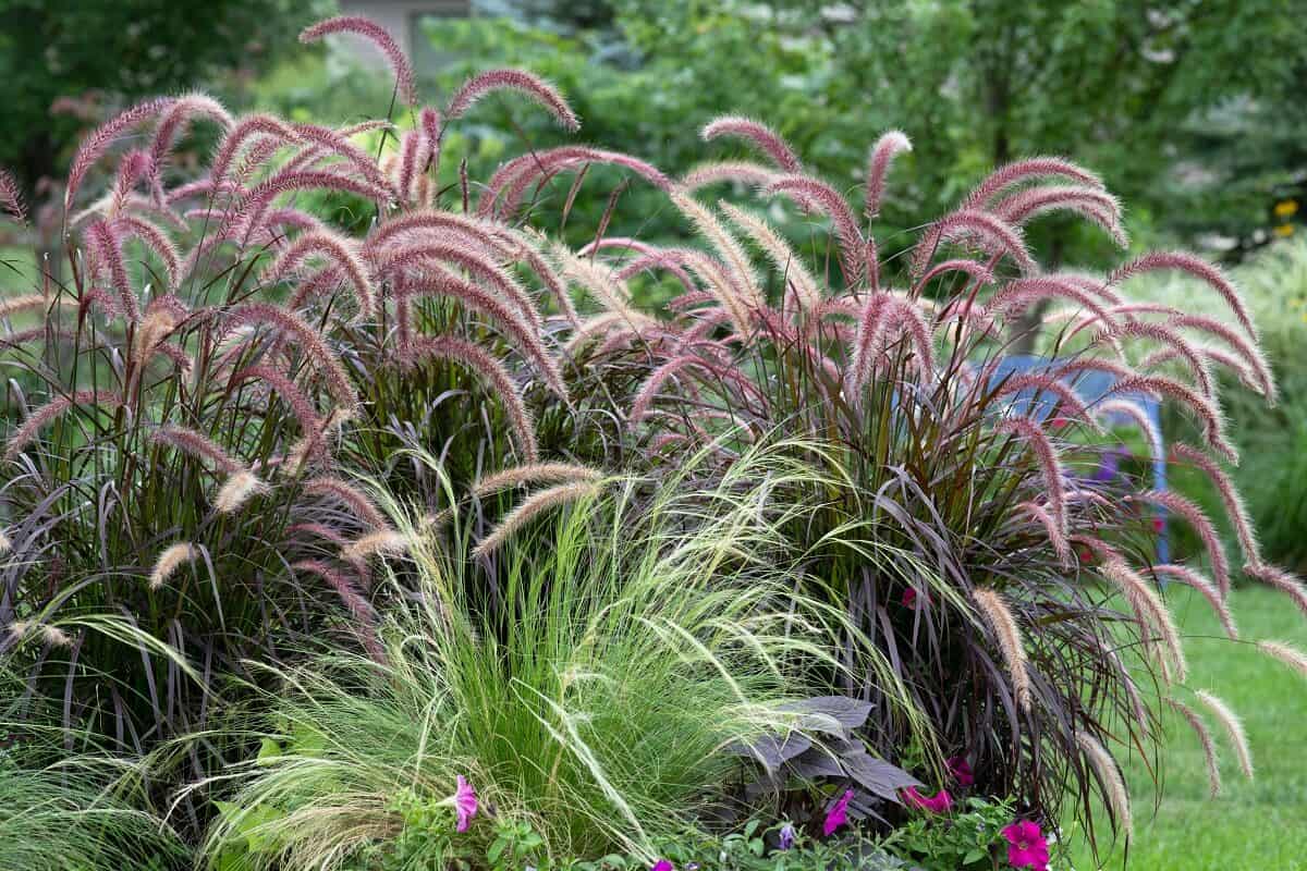 Tall Potted Plants for Privacy on Patio - Fountain Grass - Pennisetum alopecuroides