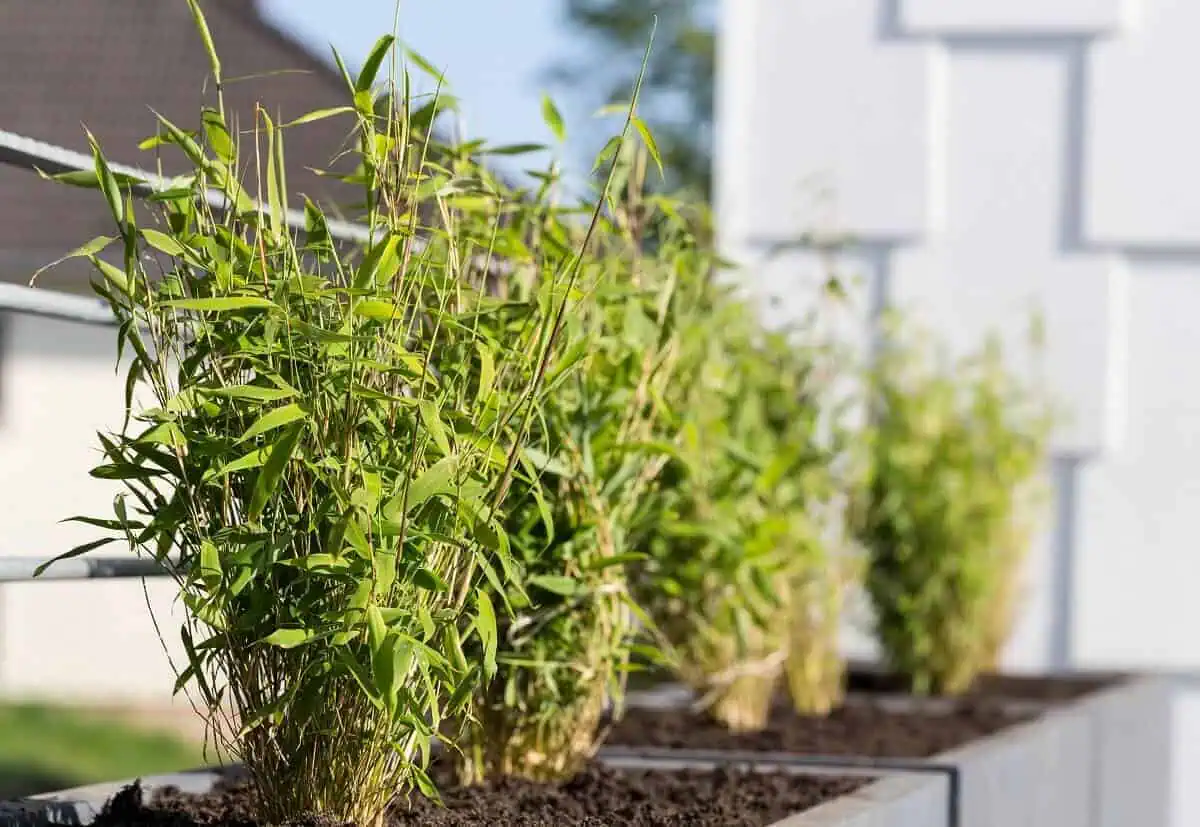 Tall potted plants for Privacy - Bamboo - Bambusa vulgaris
