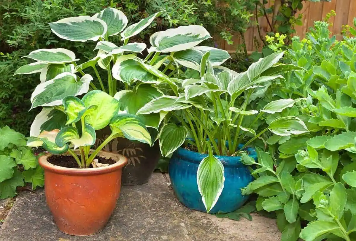 Variegated Hostas in Pots - Hosta spp