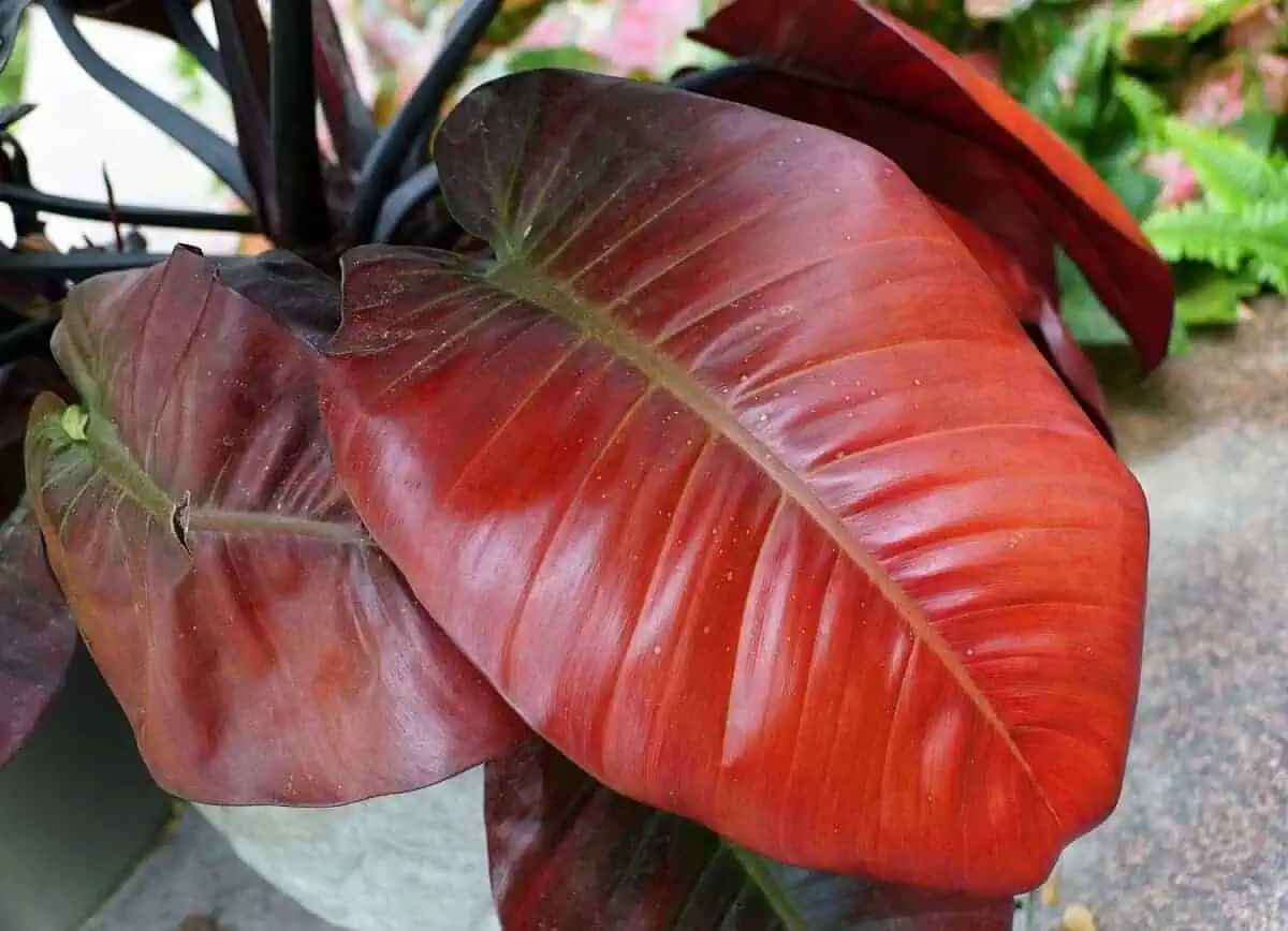 Black Cardinal Philodendron Black Cardinal Philodendron