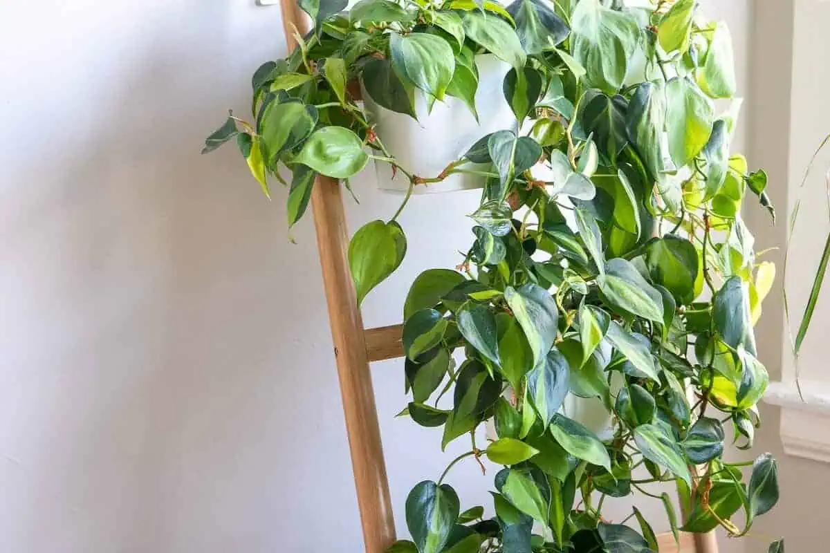 Brasil Philodendron Types - Philodendron hederaceum 'Brasil' Brasil Philodendron Types - Philodendron hederaceum 'Brasil'