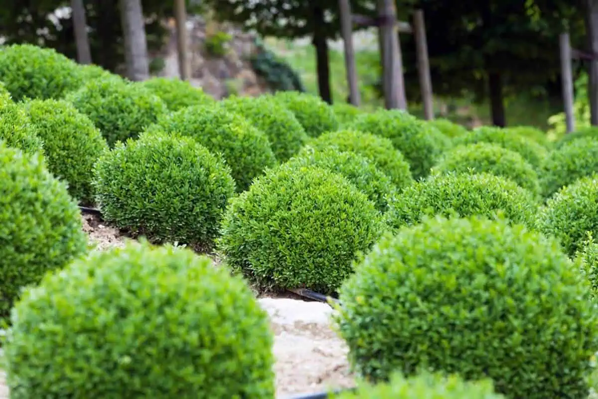 Dwarf English Boxwood