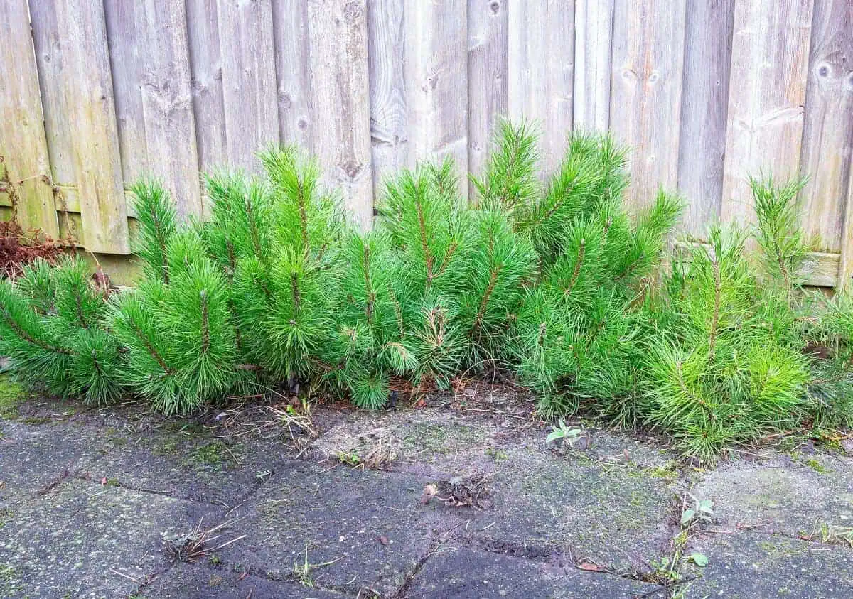 Dwarf Mountain Pine - Pinus mugo