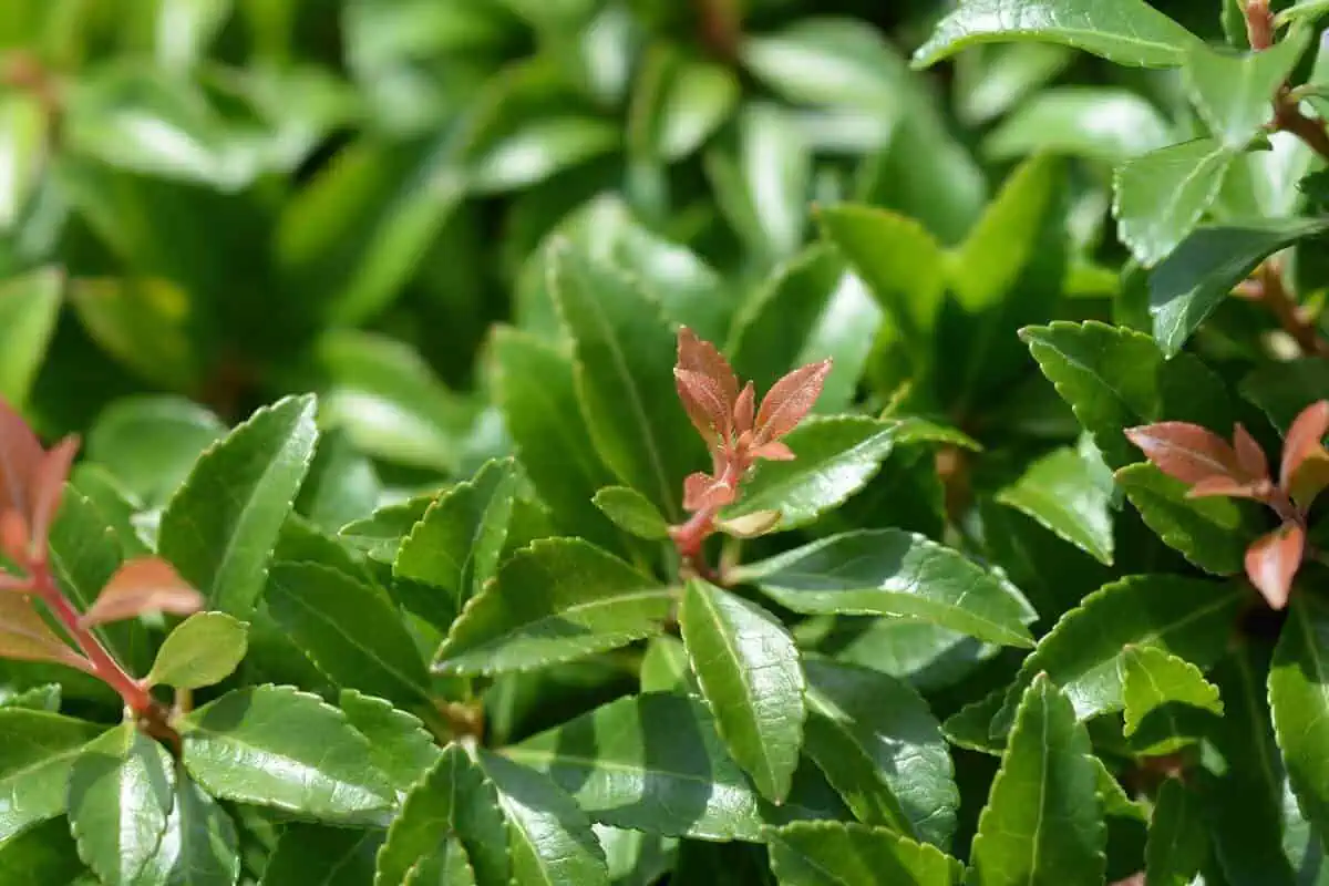 Little Heath -Pieris japonica