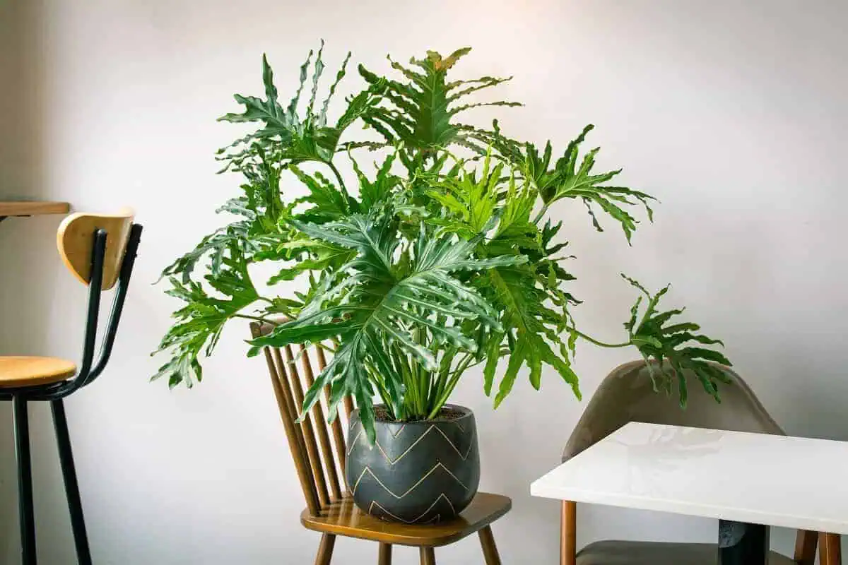 Philodendron Hope Selloum - Philodendron bipinnatifidum 'Hope' Philodendron Hope Selloum - Philodendron bipinnatifidum 'Hope'