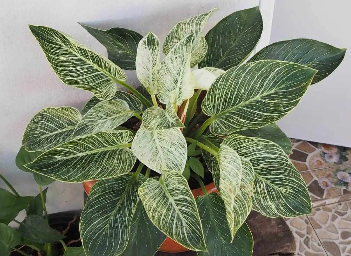 Philodendron Types - Birkin Philodendron Philodendron Types - Birkin Philodendron
