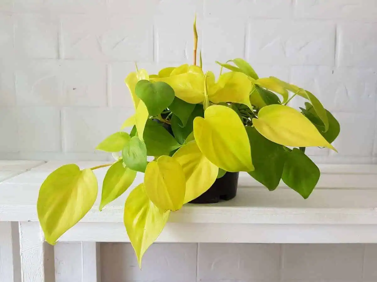 Philodendron Types - Lemon Lime Philodendron - Philodendron hederaceum 'Lemon Lime' Philodendron Types - Lemon Lime Philodendron - Philodendron hederaceum 'Lemon Lime'