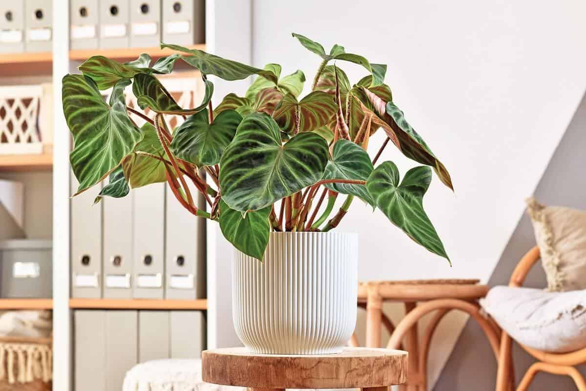 Philodendron Types - Philodendron verrucosum