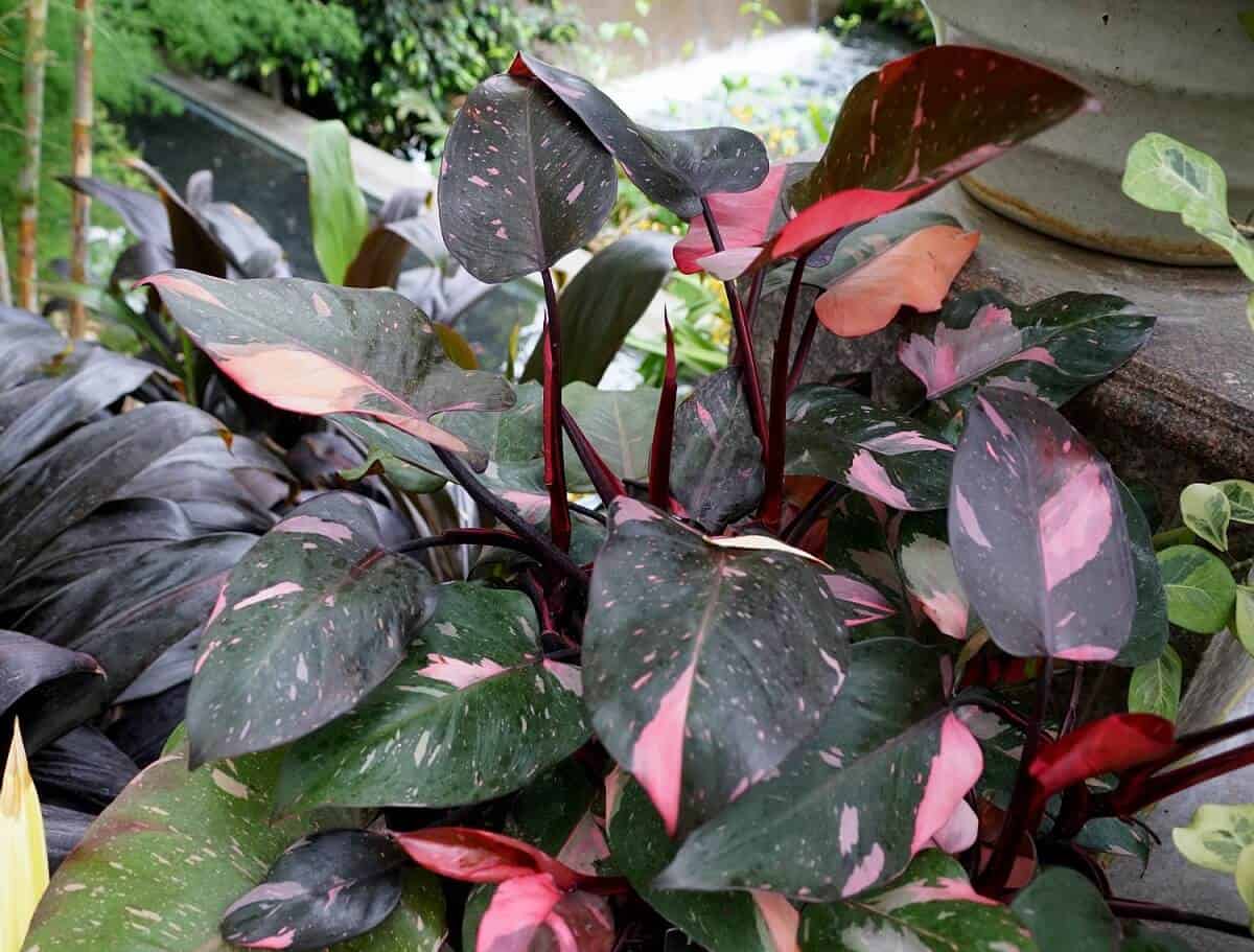 Philodendron Types - Pink Princess Philodendron