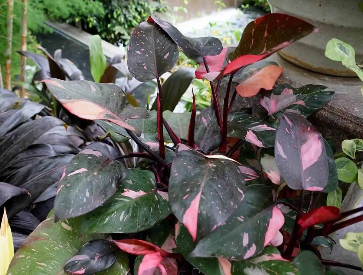 Philodendron Types - Pink Princess Philodendron Philodendron Types - Pink Princess Philodendron
