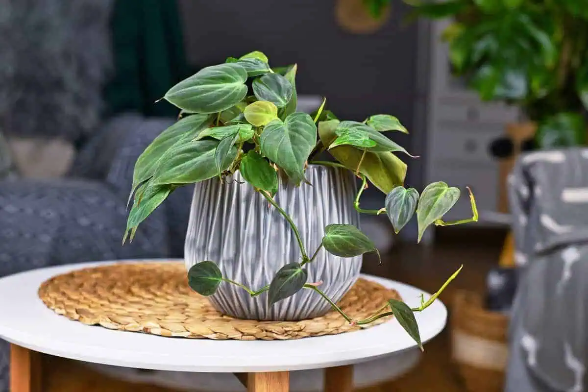 Philodendron micans Philodendron micans