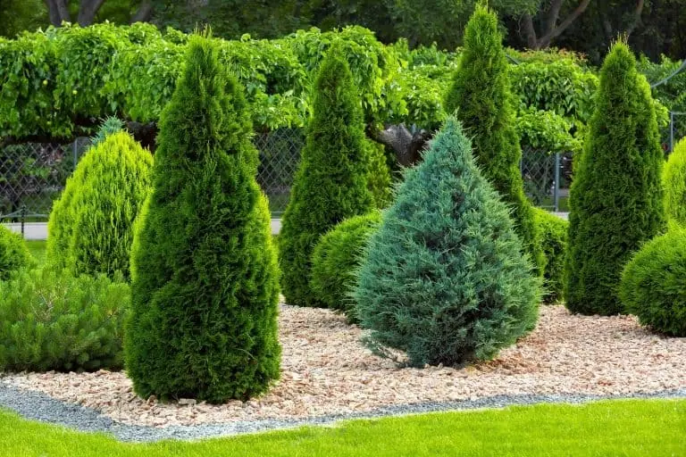 Small Evergreen Shrubs Featured Image