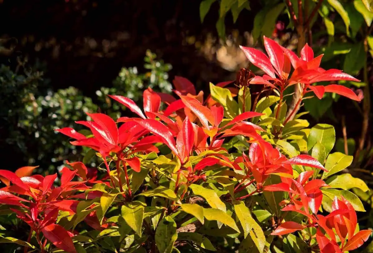 Small Evergreen Shrubs - Leucothoe - Leucothoe spp.