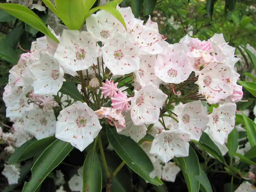 Small Evergreen Shrubs - Mountain Laurel