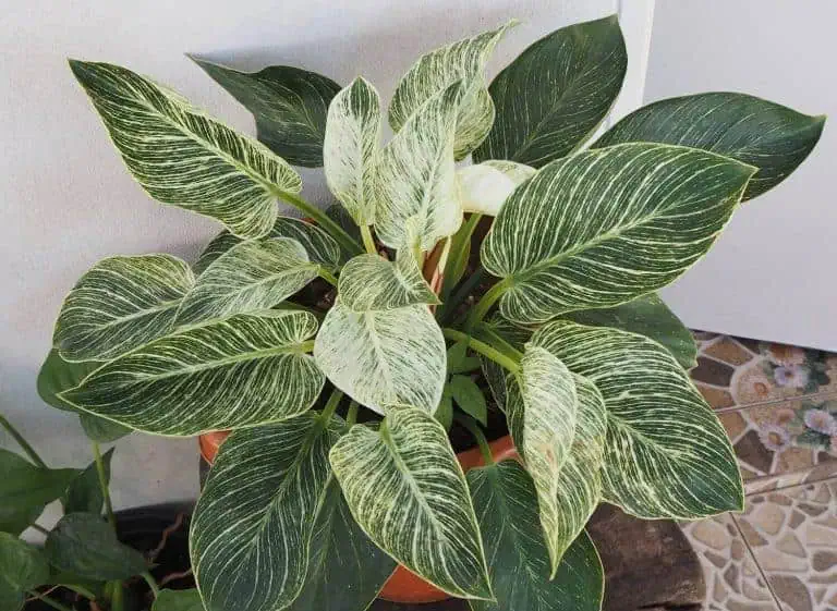 Trendy Philodendron Types Featured