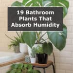 19 Bathroom Plants that Absorb Humidity