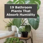 19 Bathroom Plants that Absorb Humidity