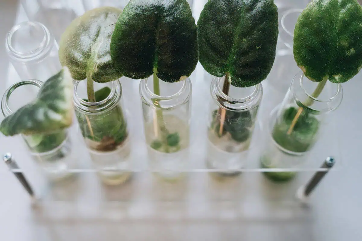 African violet plantlets after propagation