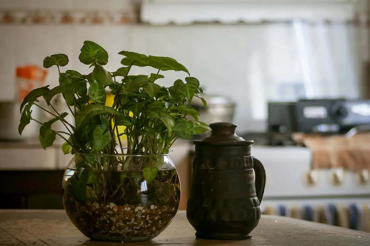 Arrowhead plants in water