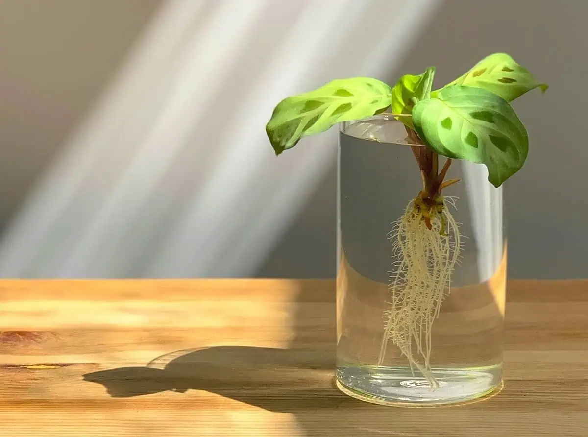 Chinese evergreen rooting in water