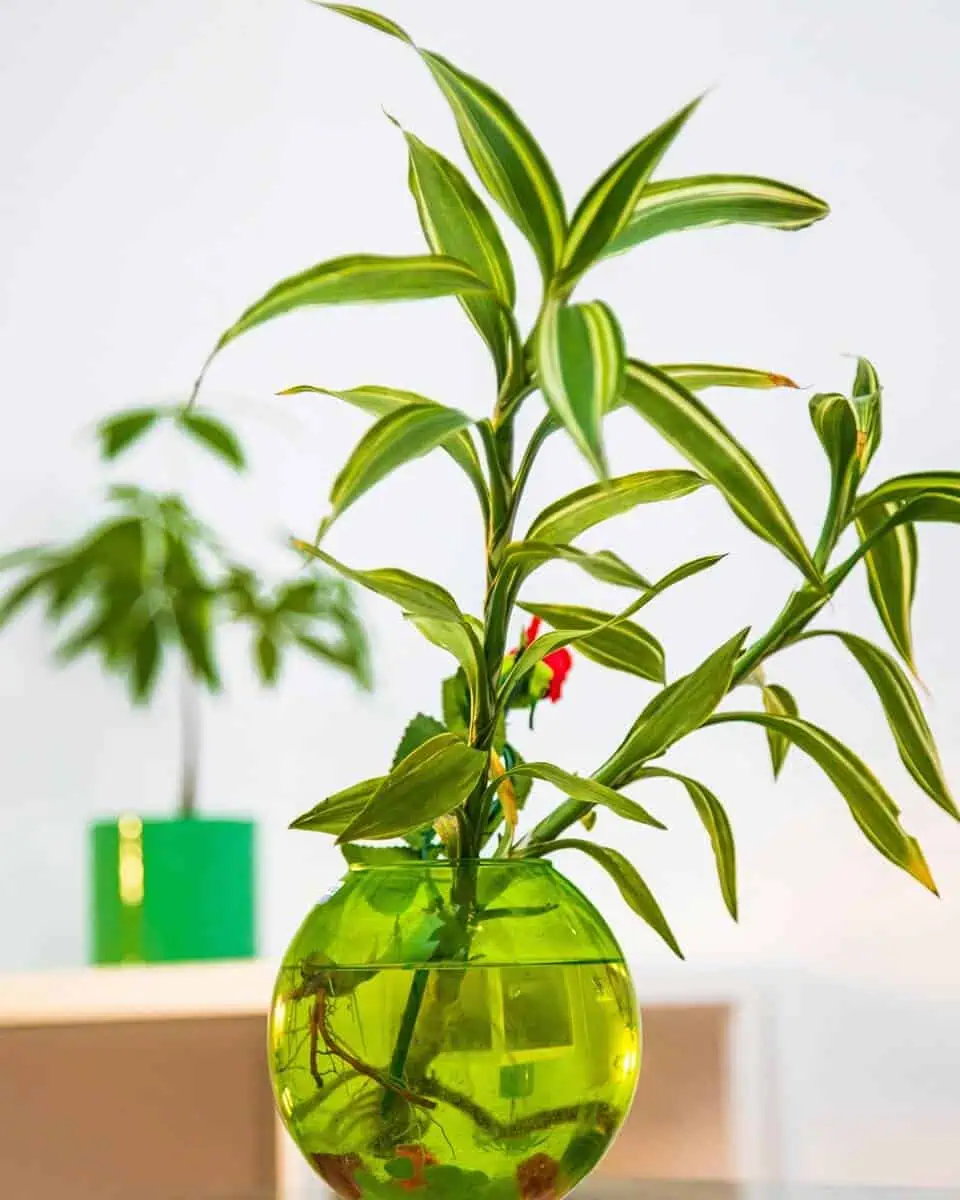 Dumbcane grown in water
