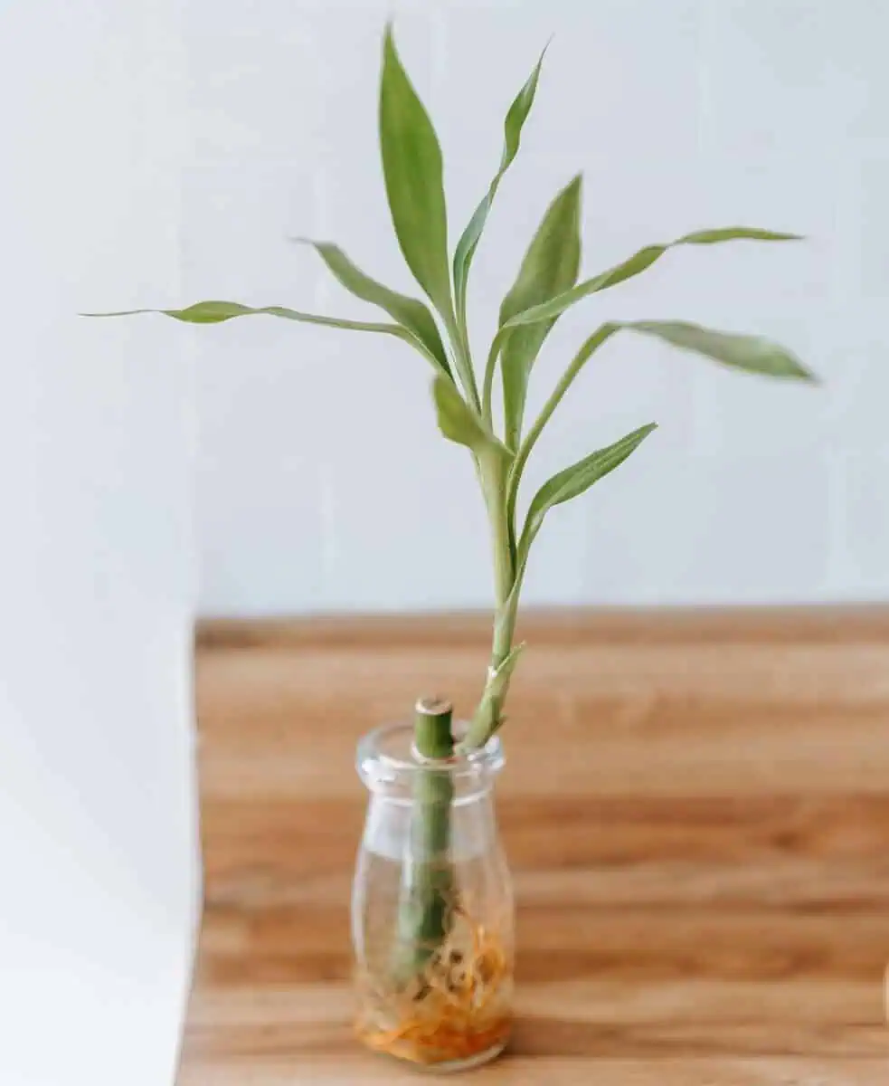 Lucky bamboo