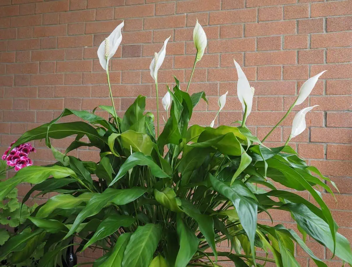 peace lily
