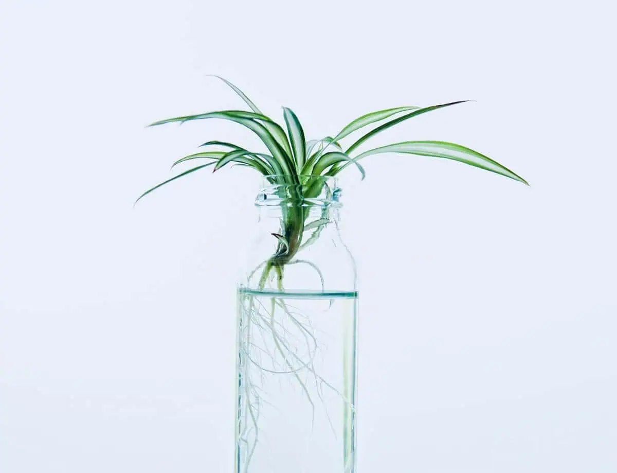 Spider Plant in a glass jar