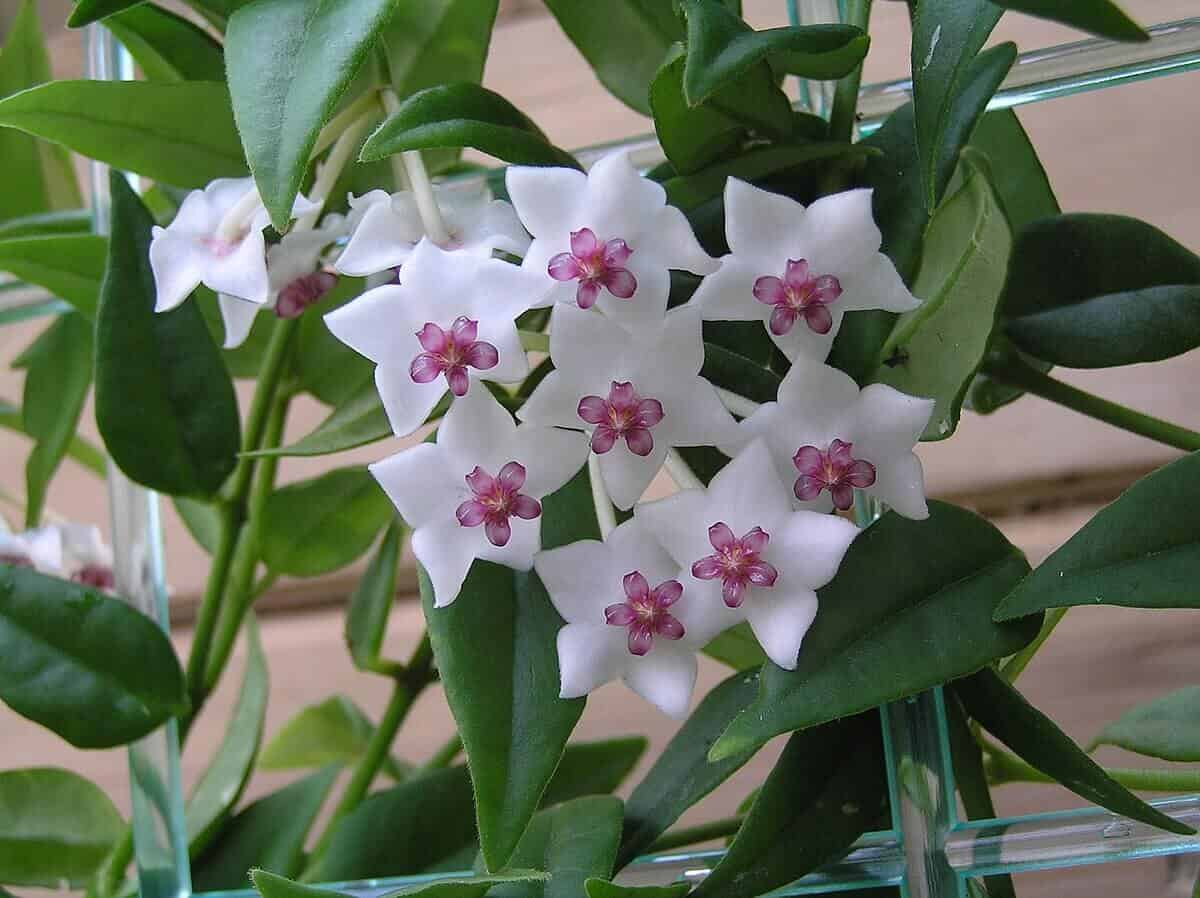Beautiful wax plant - Hoya bella Beautiful wax plant - Hoya bella