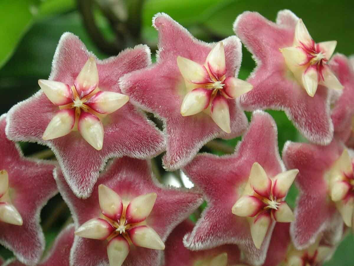Black dragon hoya -Hoya pubicalyx Black dragon hoya -Hoya pubicalyx