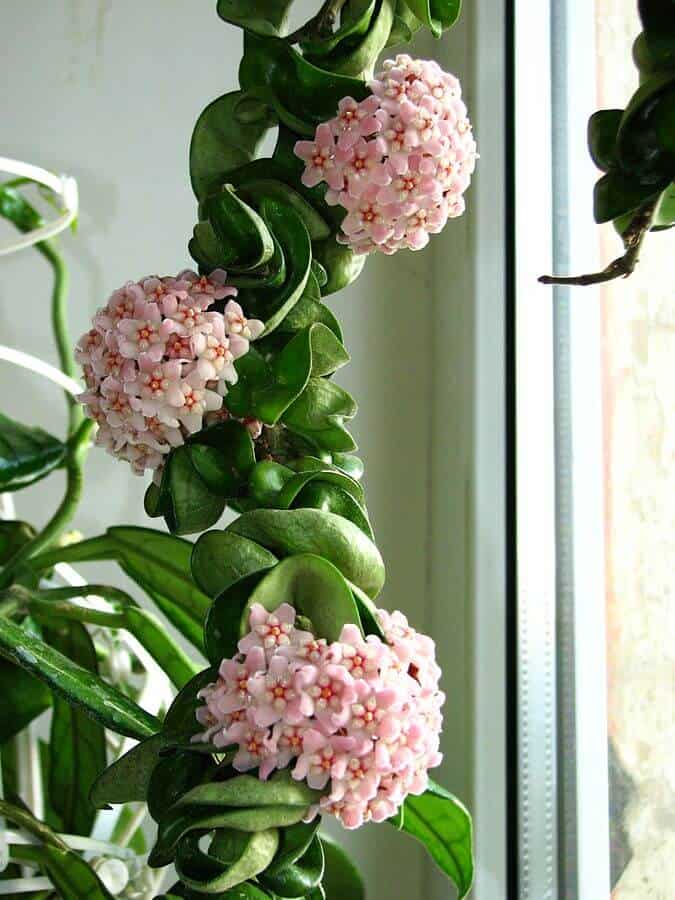 Hindu Rope Plant - Hoya compacta Hindu Rope Plant - Hoya compacta