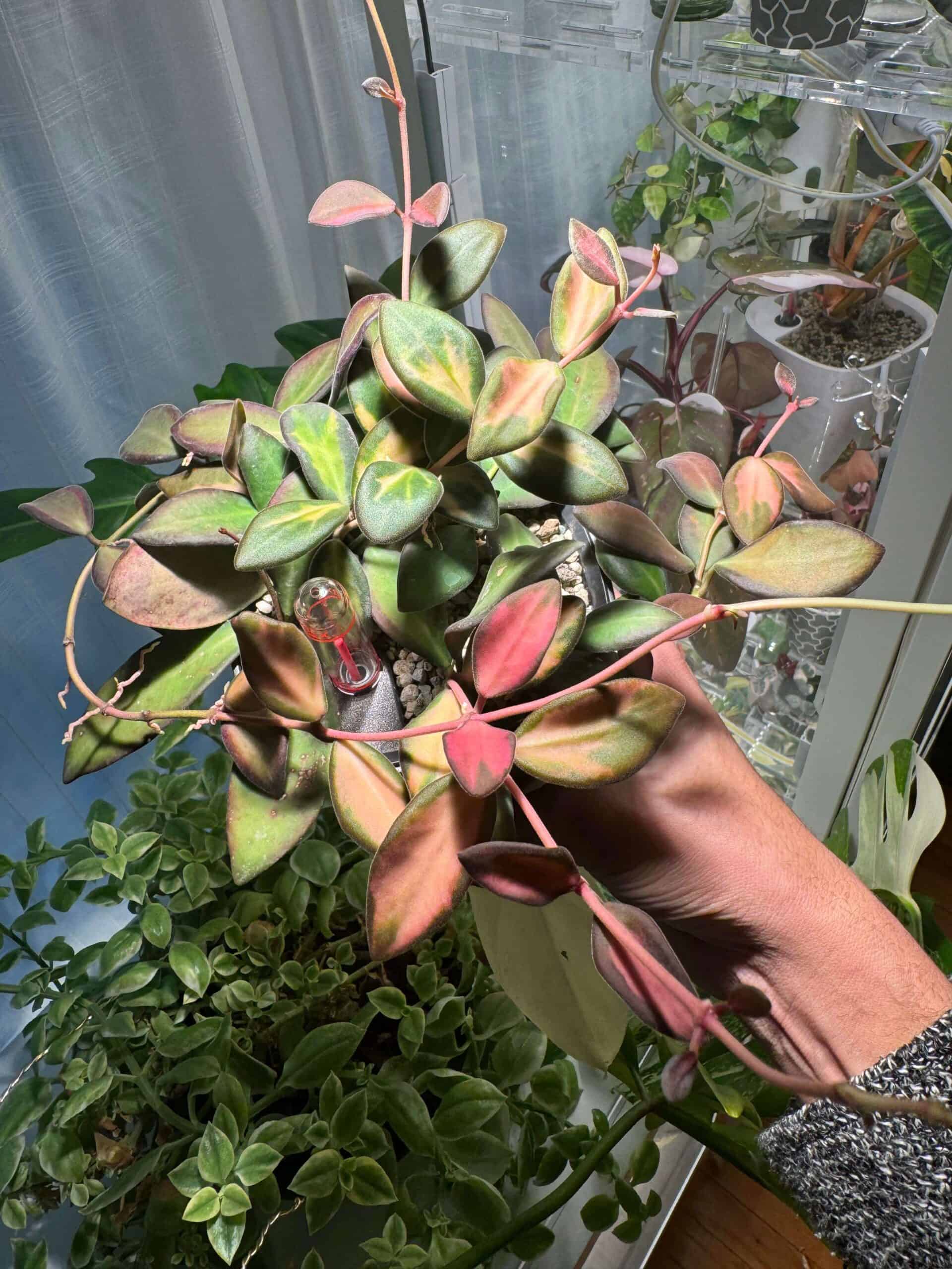 Hoya burtoniae - variegated Hoya burtoniae - variegated
