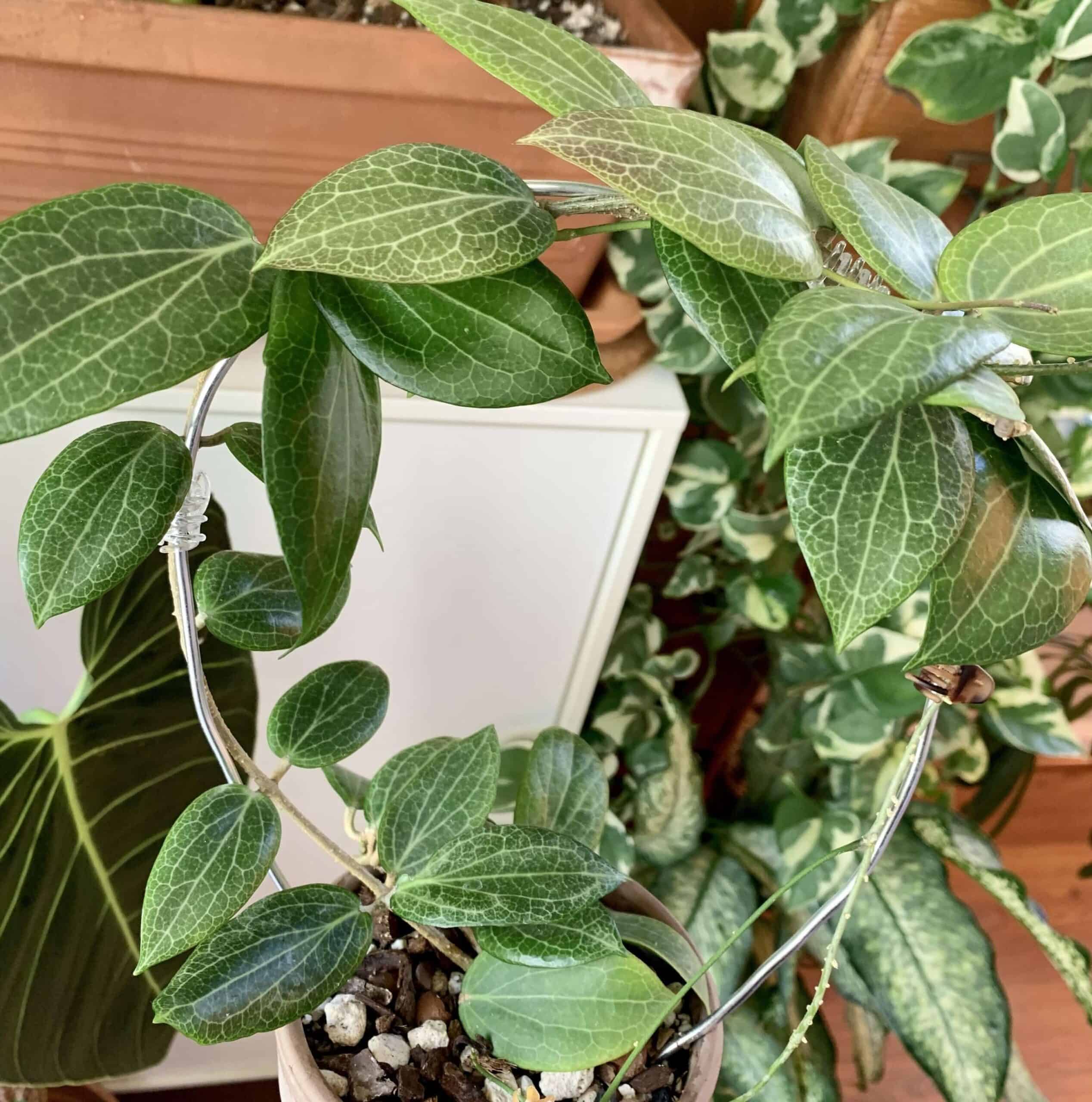 Hoya fitchii Hoya fitchii