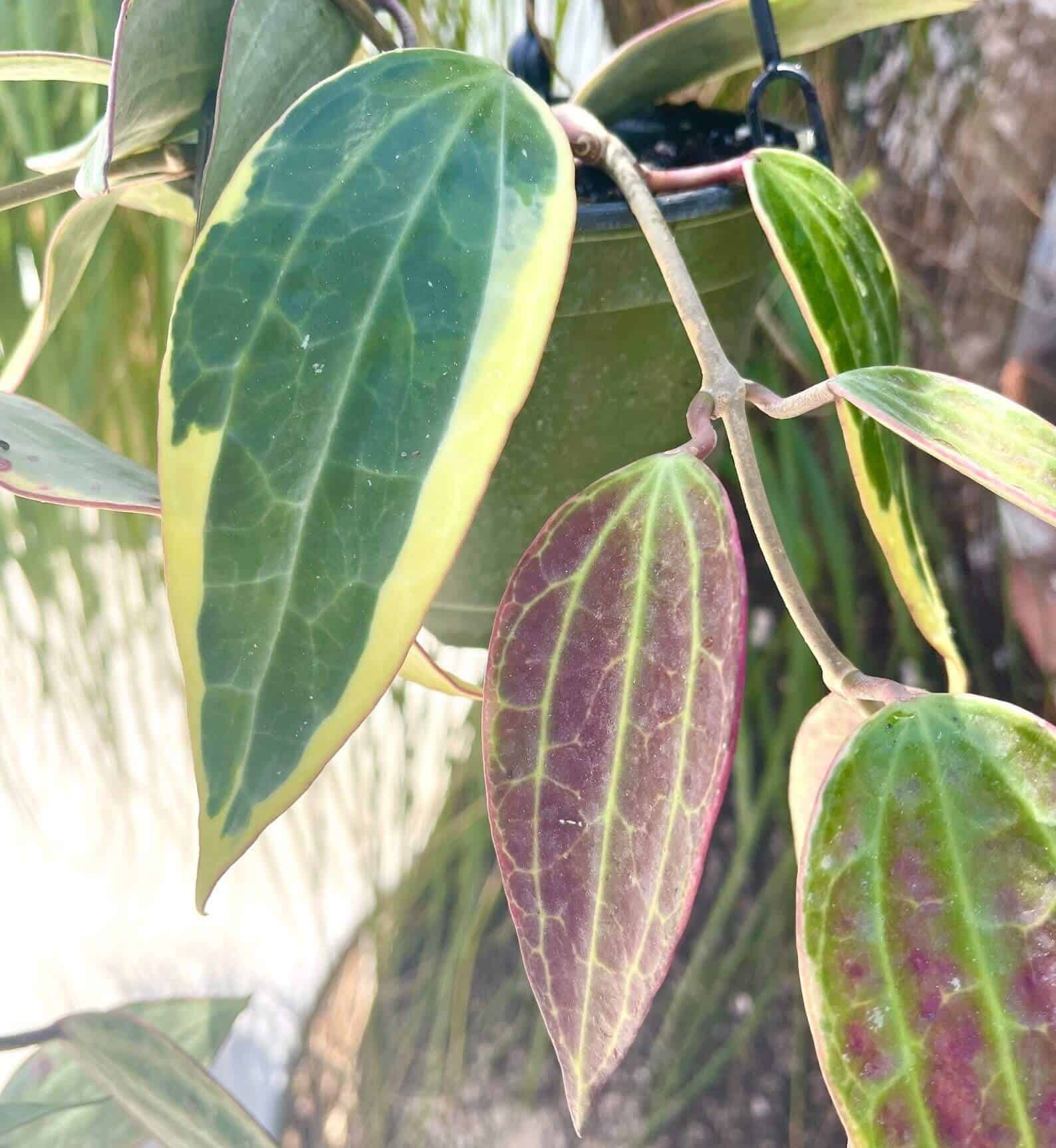 Hoya latifolia Hoya latifolia