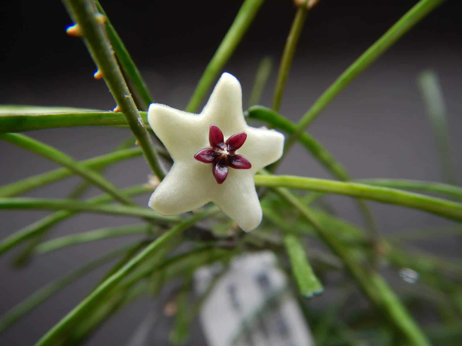 Hoya retusa hoya retusa