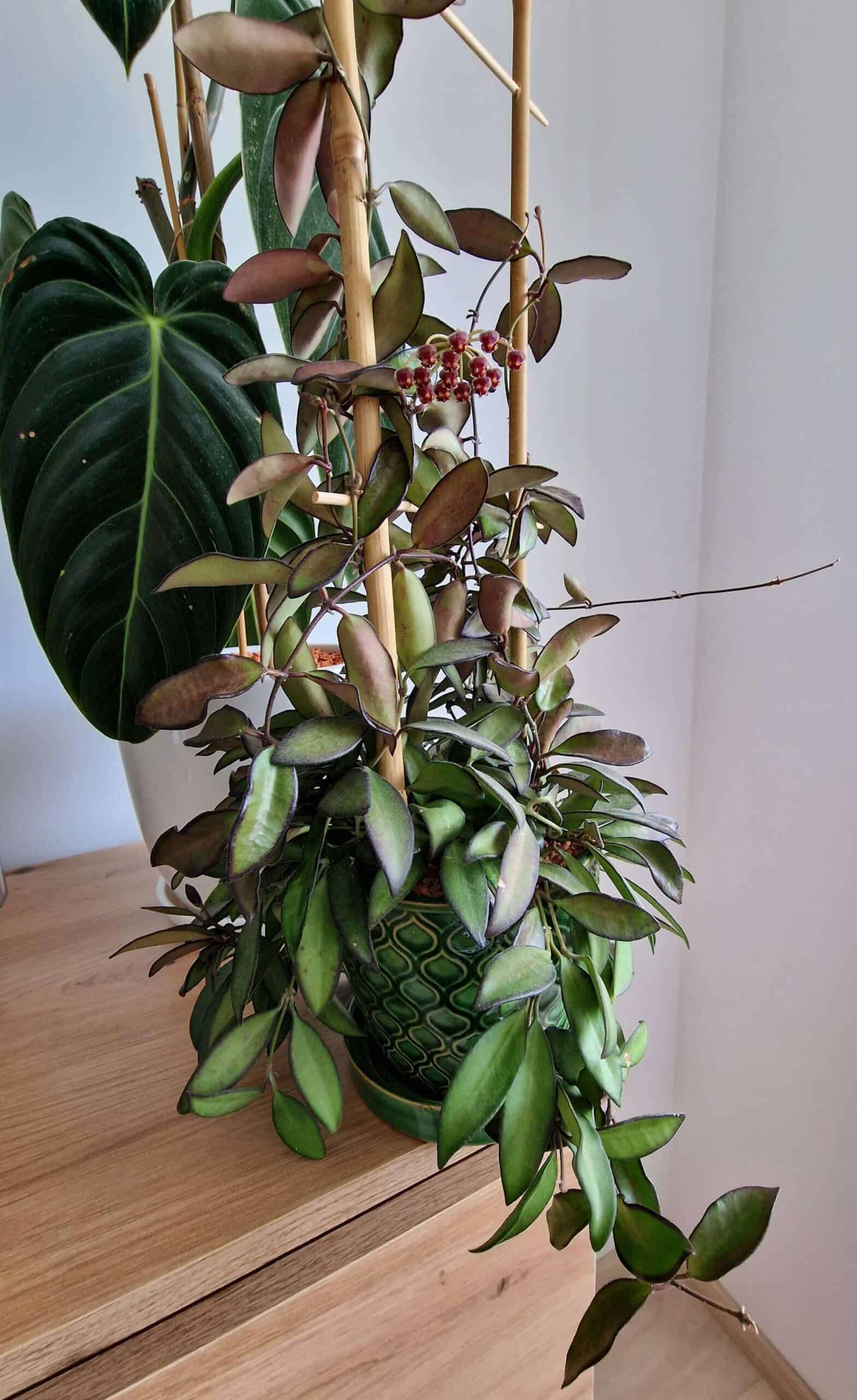 Hoya rosita Hoya rosita