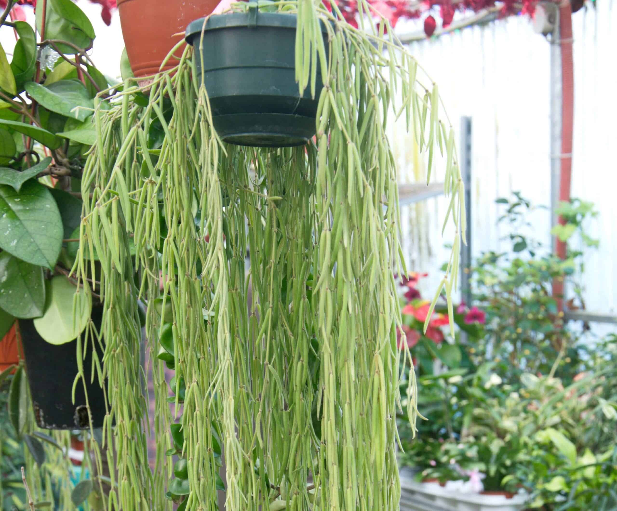 Linear Porcelain Plant - Hoya linearis Linear Porcelain Plant - Hoya linearis