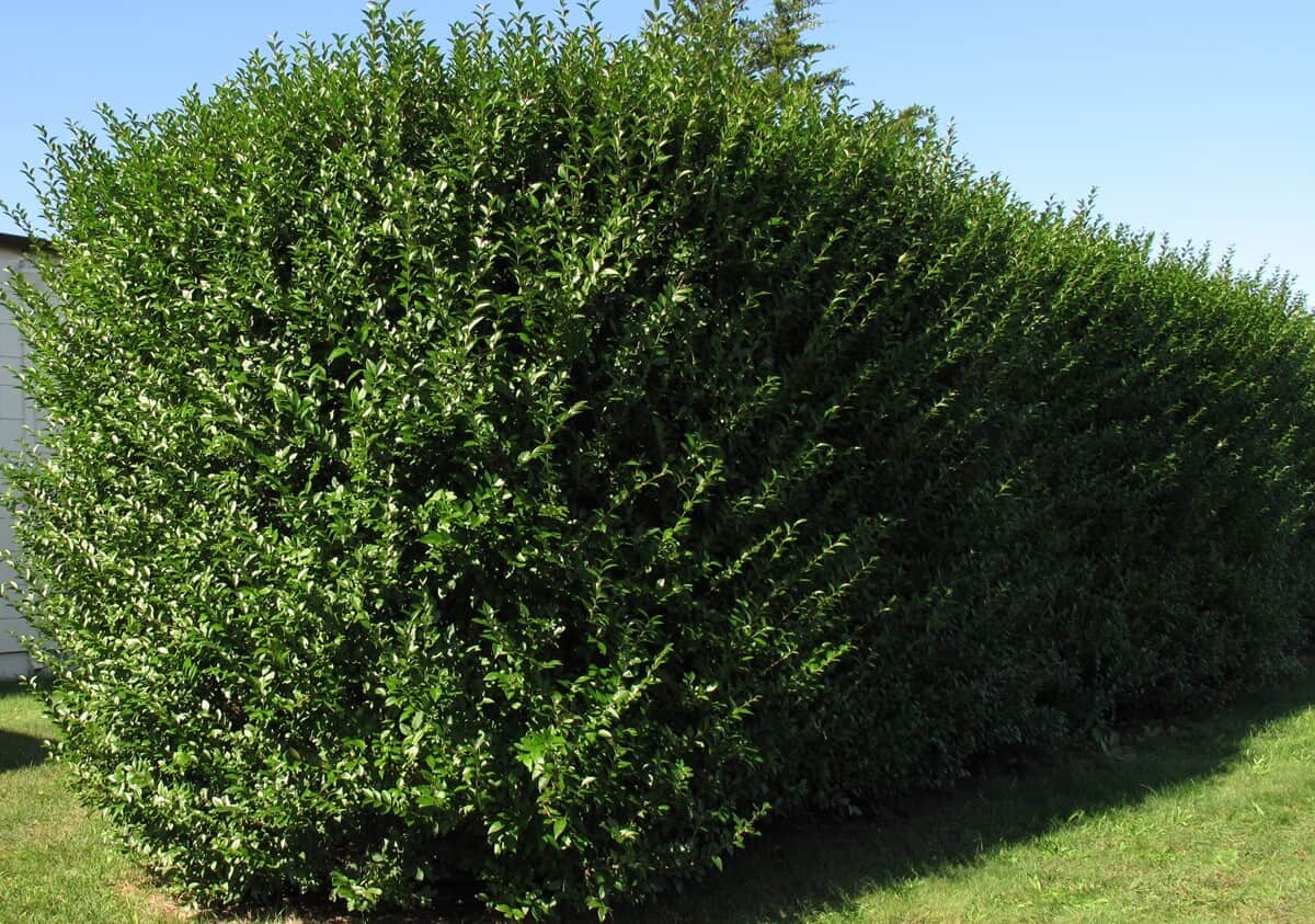 Privet - Ligustrum spp Privet - Ligustrum spp