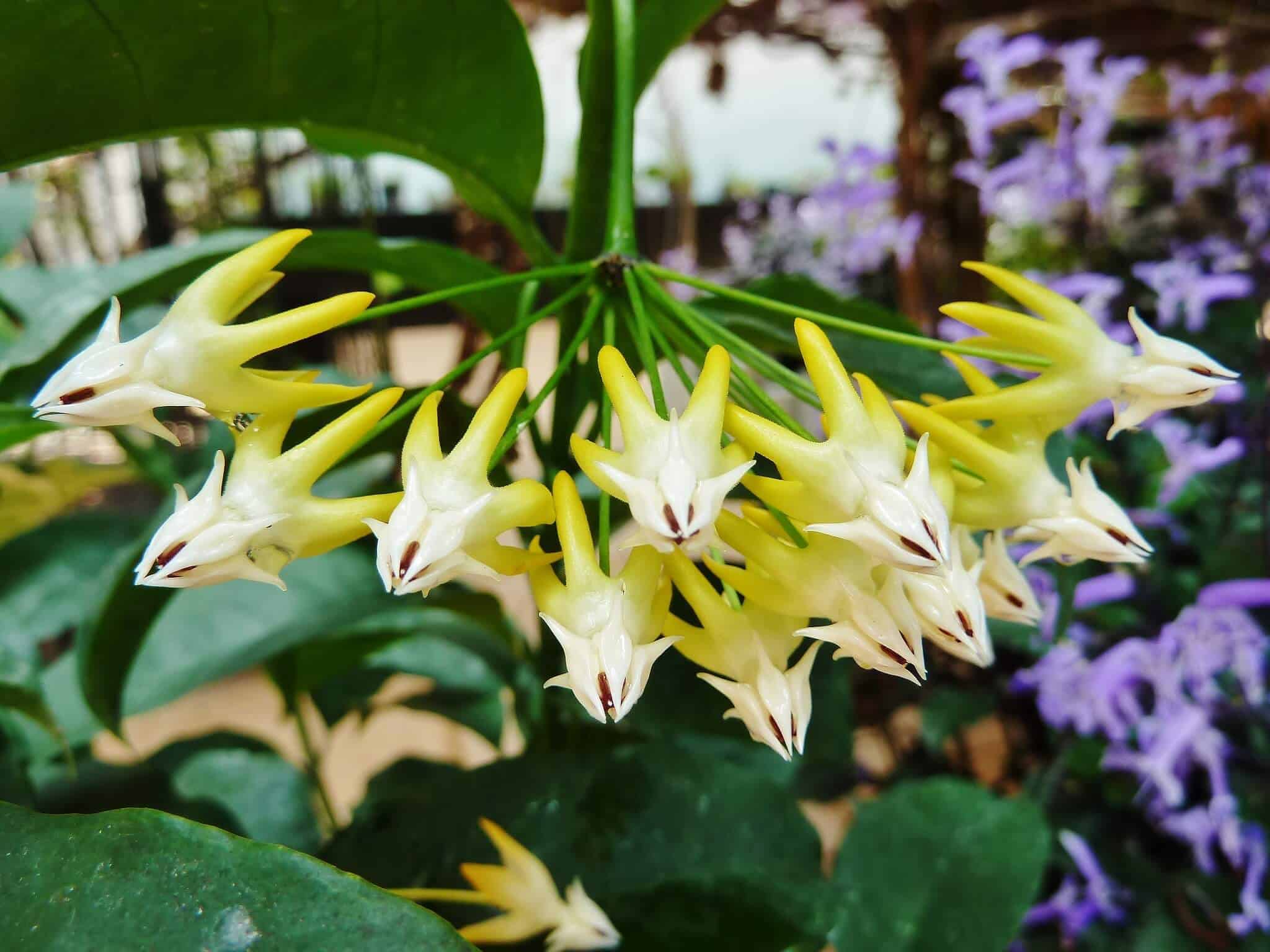 Shooting star hoya - Hoya multiflora Shooting star hoya - Hoya multiflora