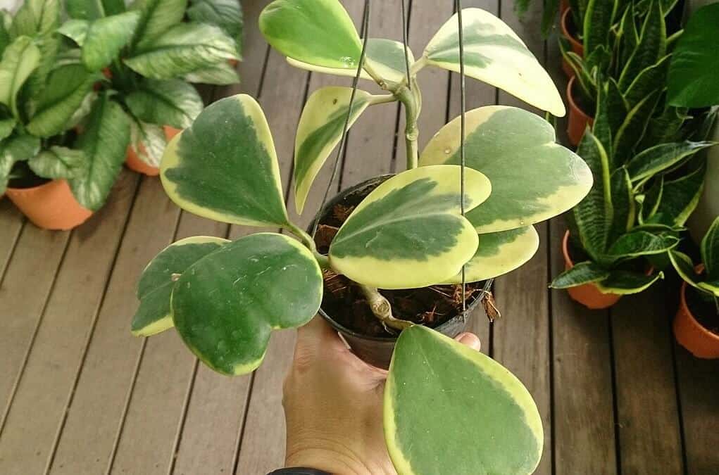 Sweetheart Hoya or Valentines Hoya - Hoya kerrii Sweetheart Hoya or Valentines Hoya - Hoya kerrii