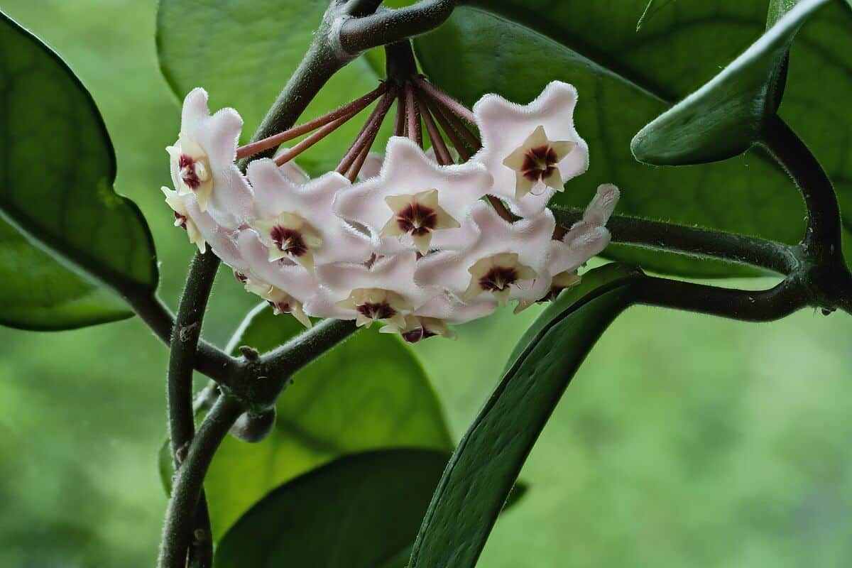 Wax Plant - Hoya carnosa Wax Plant - Hoya carnosa