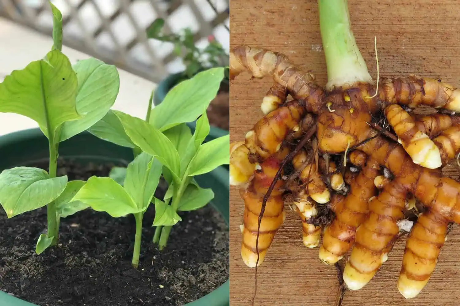 How to Grow Turmeric in Containers Featured