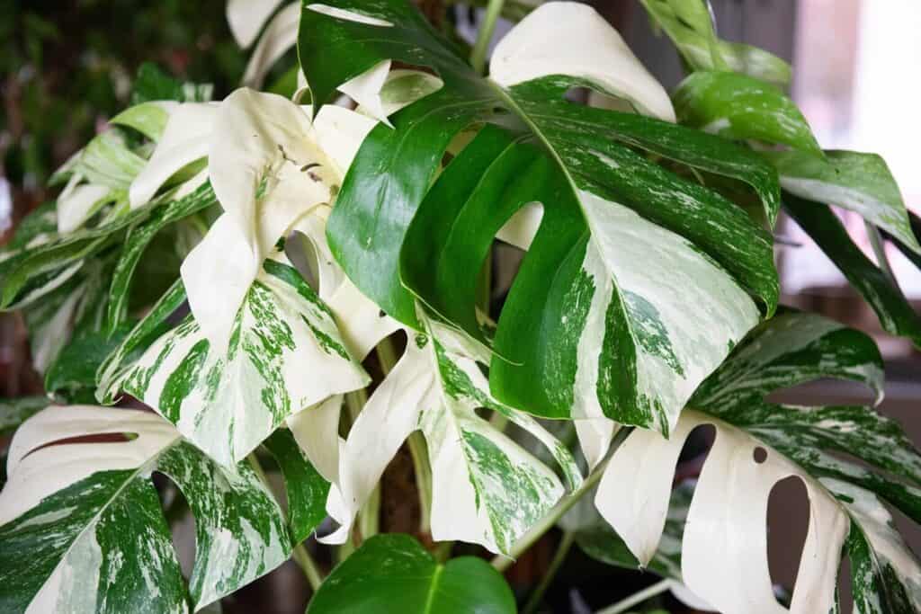The Ultimate Guide to Variegated Monstera Plant Care - Hort Zone