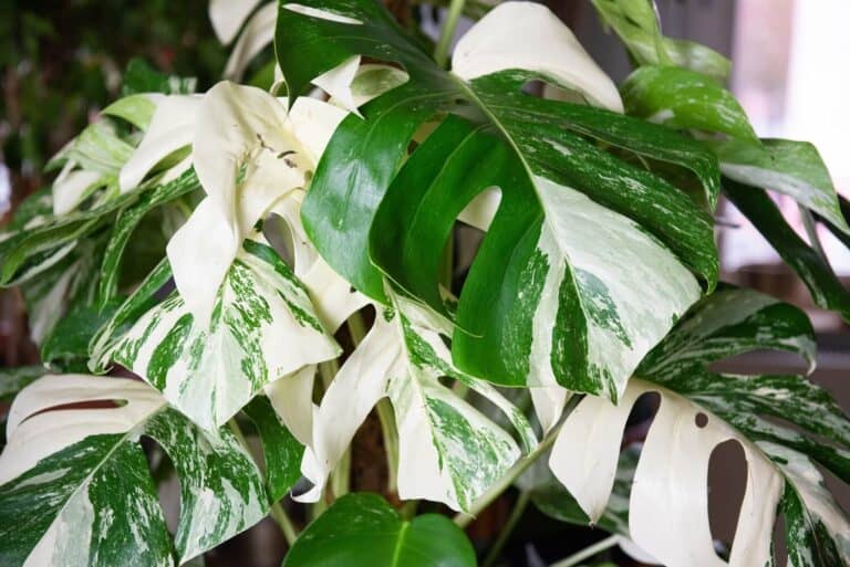 monstera adansonii variegata vergrünt Monstera adansonii variegated aurea (green sprout)